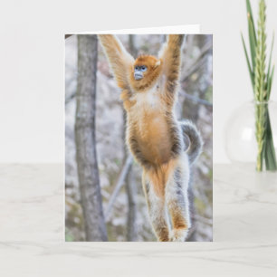 Cartão Golden Snub-nosed Monkey Swinging on Branch