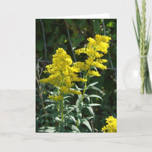 Cartão Golden Weeds