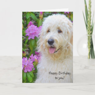 Cartão Goldendoodle Birthday