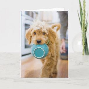 Cartão Goldendoodle - Janto de Carregando