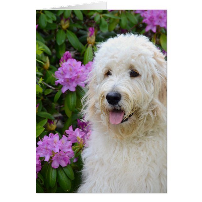 Cartão Goldendoodle Pup (Frente)