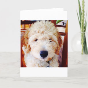 Cartão Goldendoodle Puppy