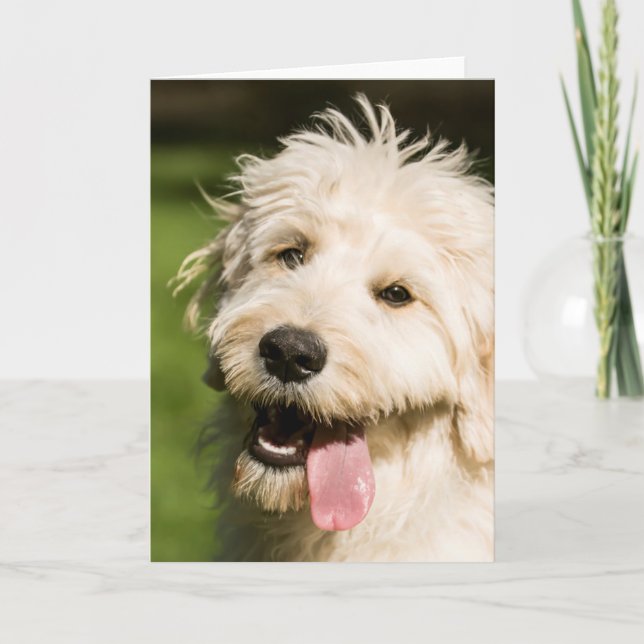 Cartão Goldendoodle Puppy (Frente)