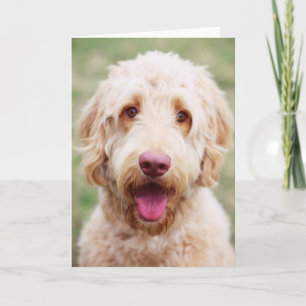 Cartão Goldendoodle sorrindo