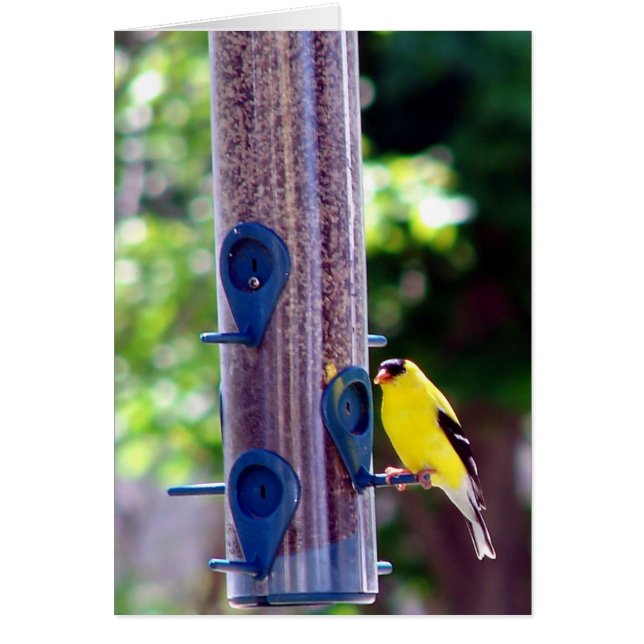 Cartão Goldfinch (Frente)
