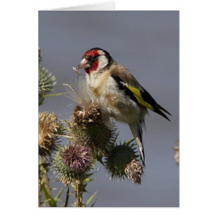 Cartão Goldfinch