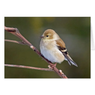 Cartão Goldfinch americano