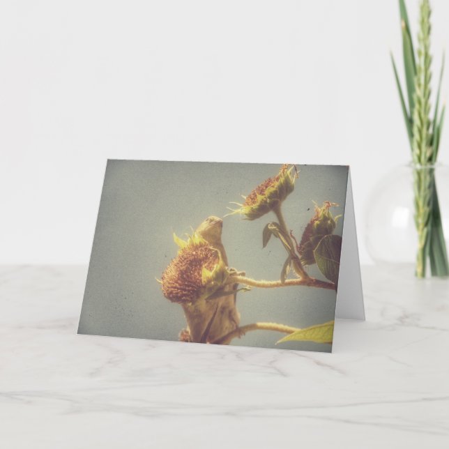 Cartão Goldfinch e uma fotografia retrógrada de girassol (Frente)