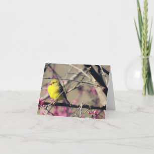 Cartão Goldfinch em um Redbud em Primavera