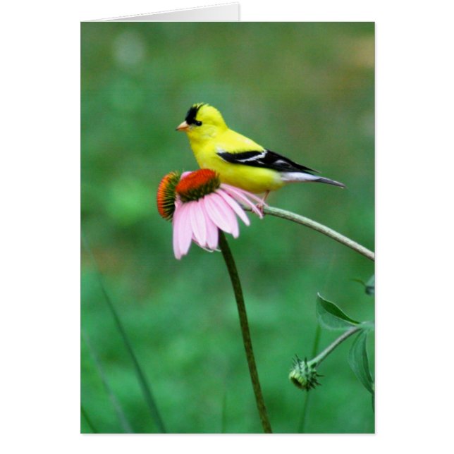 Cartão Goldfinch sobre Coneflower (Frente)