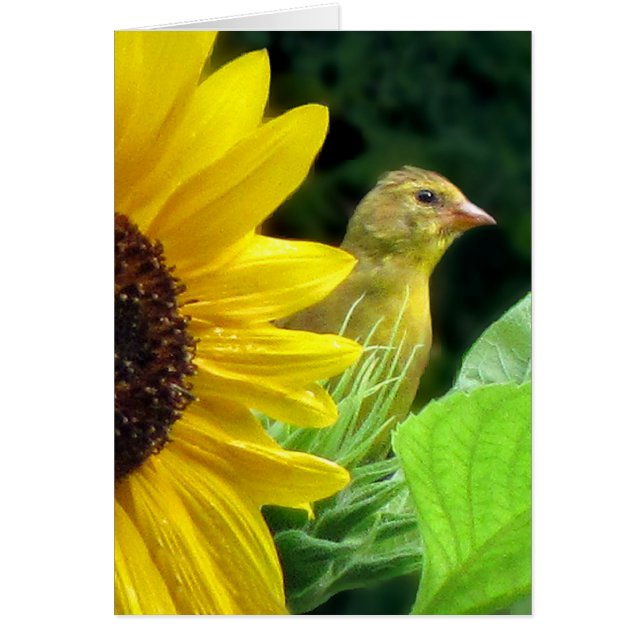Cartão Goldfinch sobre Sunflower (Frente)