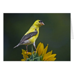 Cartão Goldfinch sobre Sunflower