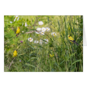 Cartão Goldfinches E Flores Selvagens