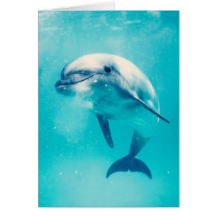 Cartão Golfinho de Bottlenosed subaquático