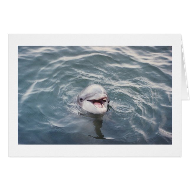 Cartão golfinho de gargalo atlântico (Frente Horizontal)