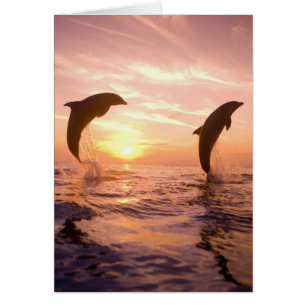 Cartão Golfinho-nariz-de-garrafa Tursiops truncatus