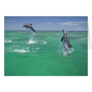 Cartão Golfinho-nariz-de-garrafa Tursiops truncatus