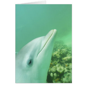 Cartão Golfinho-nariz-de-garrafa Tursiops truncatus