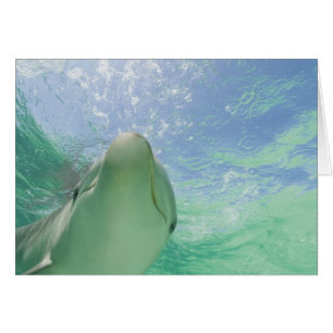 Cartão Golfinho-nariz-de-garrafa (Tursiops truncatus)