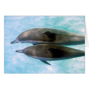 Cartão Golfinhos do girador Oahu Havaí