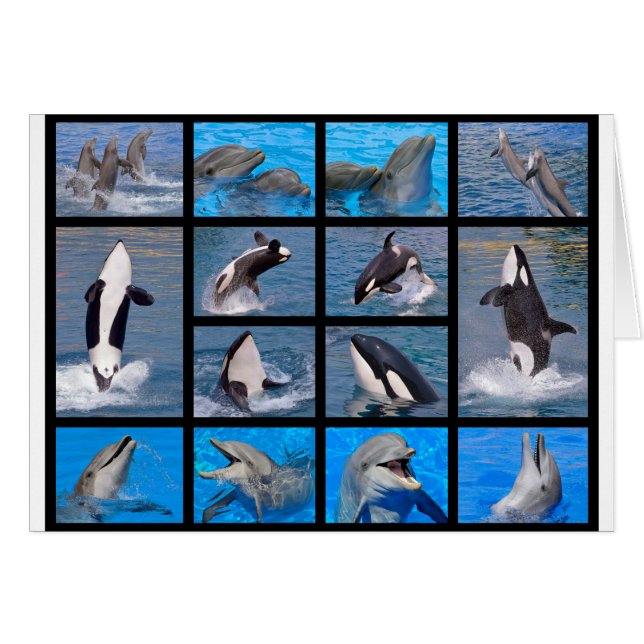 Cartão Golfinhos e baleias assassinas (Frente Horizontal)