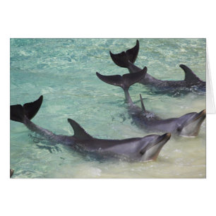 Cartão Golfinhos, Sea World, Gold Coast, Queensland,