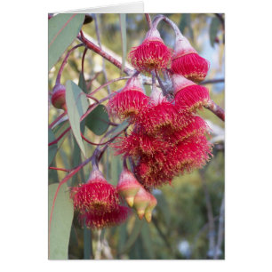 Cartão Goma de florescência