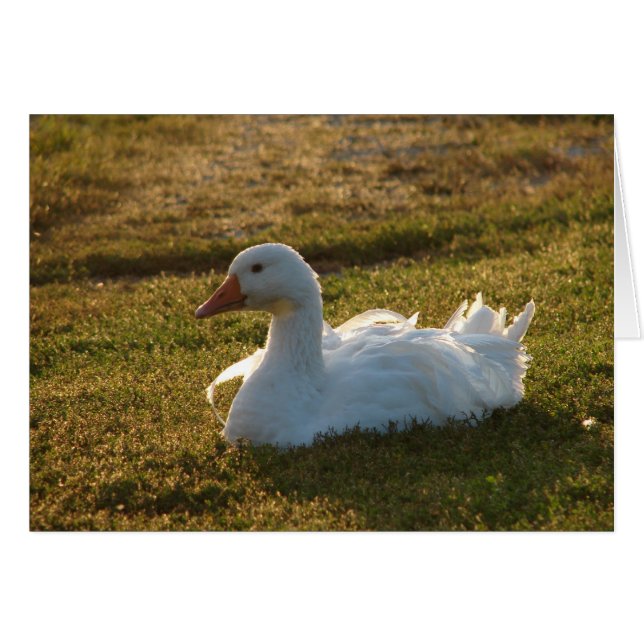 Cartão Goosey (Frente Horizontal)