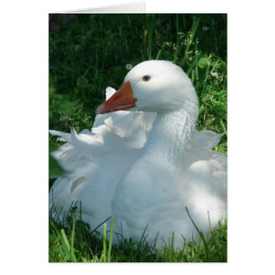 Cartão Goosey, o Sebbie