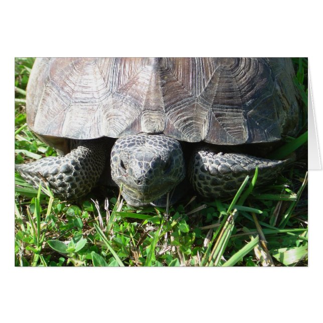Cartão Gopher Tortoise na Grama (Frente Horizontal)
