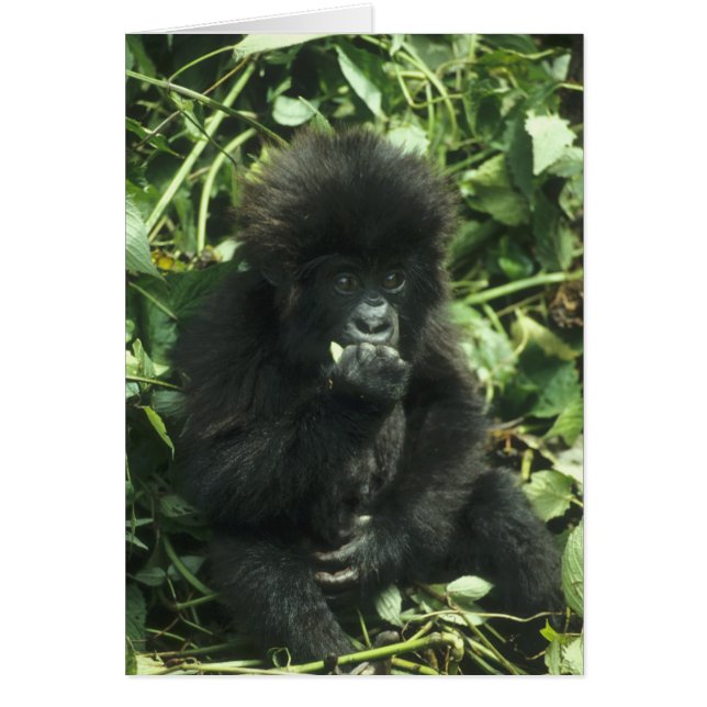 Cartão Gorila da Montanha, (Gorilla gorilla beringei), (Frente)