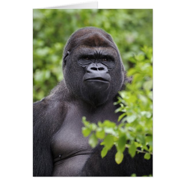 Cartão Gorila-de-costas-silverback, Gorilla gorilla, (Frente)