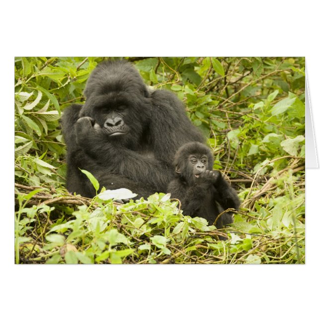 Cartão Gorila de montanha, Gorilla beringei (anteriorment (Frente Horizontal)