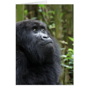 Cartão Gorila meus sonhos - fêmea