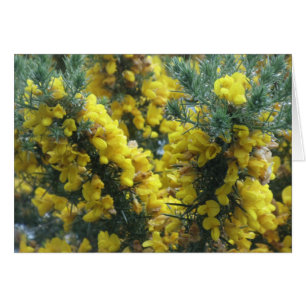 Cartão Gorse, Loch Ness, Scotland