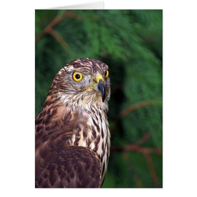 Cartão Goshawk (Frente)