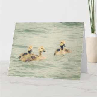 Cartão Goslings Baby Geese Big Note Card