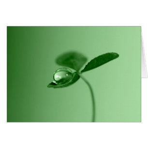 Cartão Gota de orvalho da manhã
