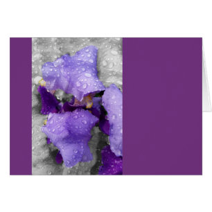 Cartão gotas de chuva na íris