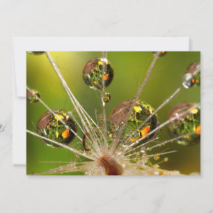Cartão Gotas De Dandelion E De Água