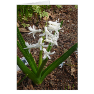 Cartão Gotas de neve