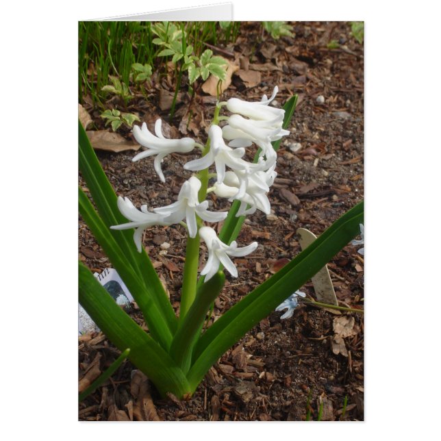 Cartão Gotas de neve (Frente)