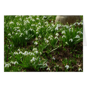 Cartão Gotas de neve II (Galanthus) Primavera Floral