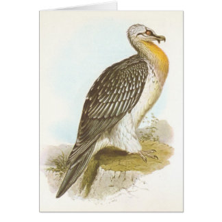 Cartão Gould - abutre farpado - Lammergeyer
