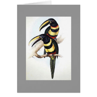 Cartão Gould - Aracari Muito-Unido Toucan