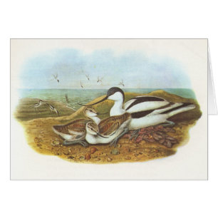 Cartão Gould - Avocet - avosetta do Recurvirostra