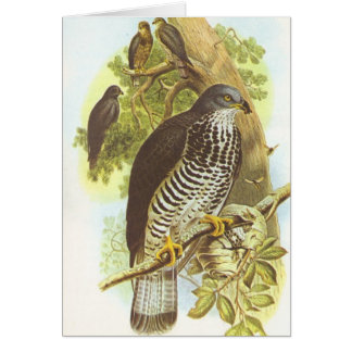 Cartão Gould - Buzzard de mel - apivorus do Pernis