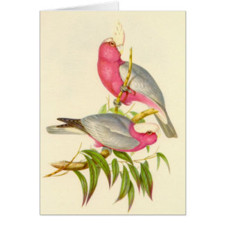 Cartão Gould - Cockatoo do Rosa-Breasted