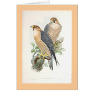 Cartão Gould - falcão Vermelho-Naped