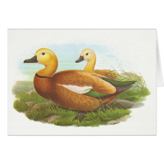 Cartão Gould - ferruginea corado de Shelduck - de Cascara